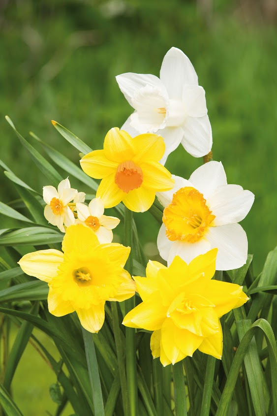 Daffodil mixed 3kg bag